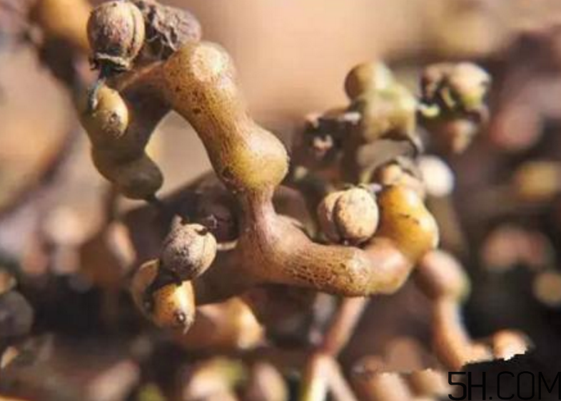 拐棗是什么？拐棗可以生吃嗎？