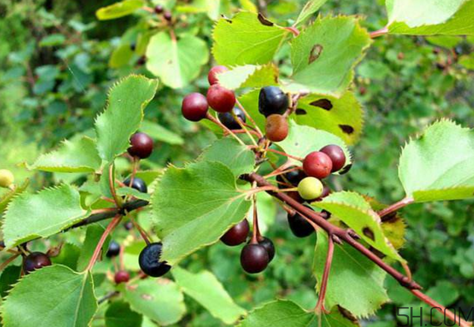 拐棗泡酒要去籽嗎？拐棗泡酒的副作用