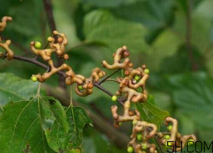 拐棗是什么？拐棗可以生吃嗎？