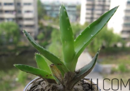 蘆薈泡酒可以喝嗎？蘆薈泡酒治什么??？