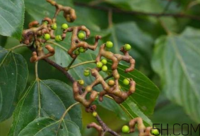 拐棗能泡酒嗎？拐棗能和蜂糖一起泡酒嗎？