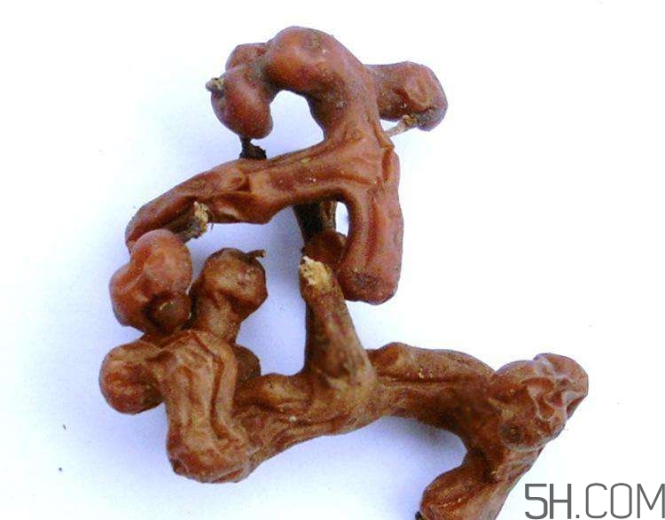 血藤跟拐棗可以一起泡酒嗎？拐棗可以和什么搭配泡酒？