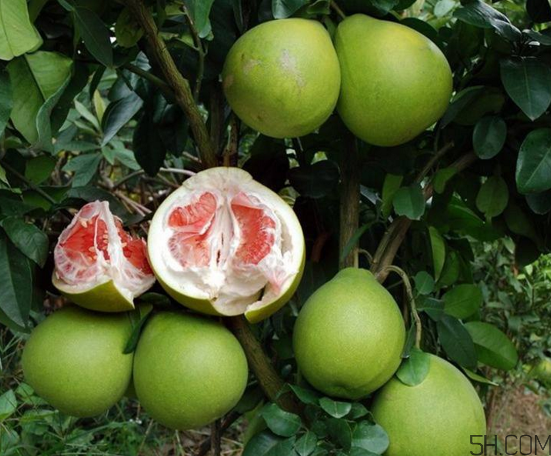 紅心柚子是熱性還是涼性？紅心柚子是染色的嗎？