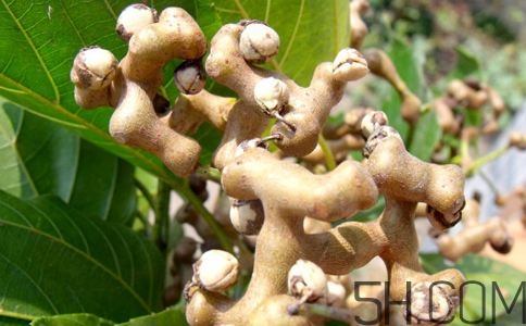 拐棗能夠治療風濕嗎？拐棗的藥用價值有哪些？