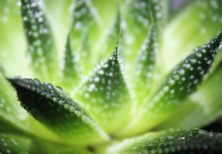 蘆薈泡酒治腳氣嗎？蘆薈泡酒有什么功效？