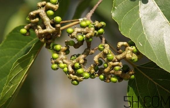 拐棗可以和枸杞一起泡酒嗎？拐棗和枸杞泡酒怎么做？