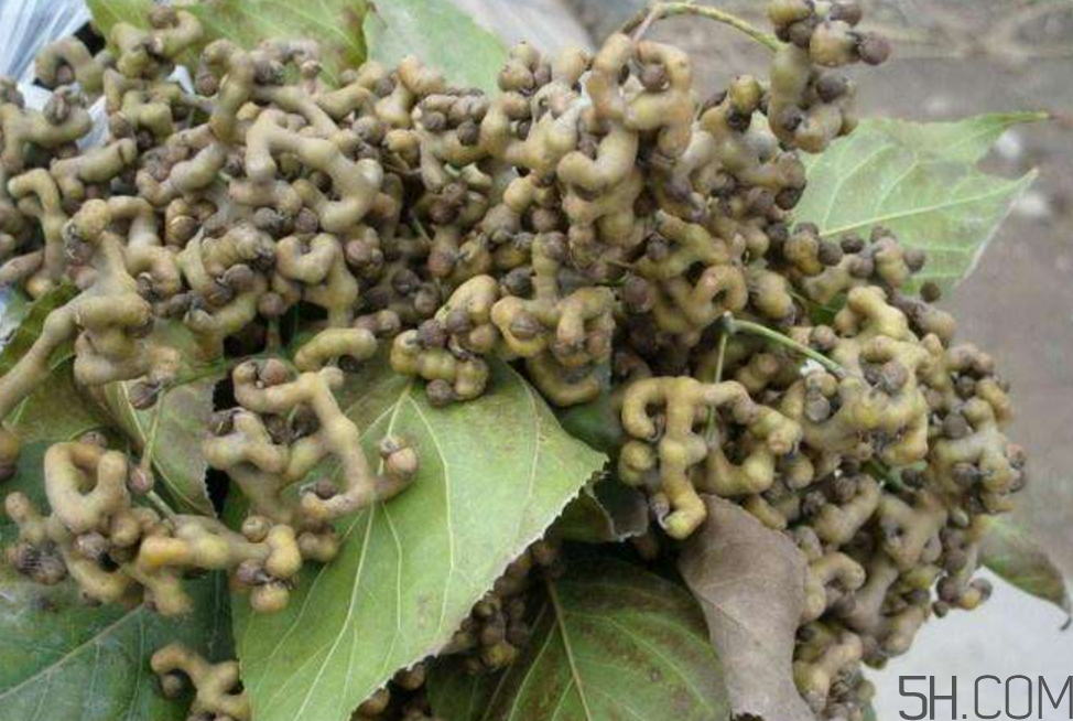 拐棗泡酒要去籽嗎？拐棗泡酒的副作用