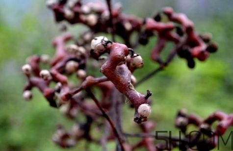 血藤跟拐棗可以一起泡酒嗎？拐棗可以和什么搭配泡酒？