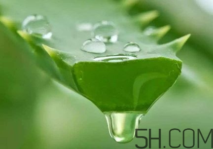 蘆薈泡酒可以喝嗎？蘆薈泡酒治什么?。?></p><h3>蘆薈酒的制作方法</h3><p>原料：50度-60度糧食白酒40-45份、蘆薈40-45份、黃芪3-6份、五味子3-6份、枸杞3-6份、甘草 1-2份和蜂蜜1-2份。</p><p>制作：</p><p>1、先將鮮蘆薈葉清洗、消毒、再?zèng)_洗、晾干、去刺、切片，加入到白酒中。</p><p>2、浸泡10-30天，過(guò)濾去渣后得到原汁蘆薈酒。</p><p>3、再將黃芪、五味子、枸杞、甘草和蜂蜜加入原汁蘆薈酒中浸泡15-30天，經(jīng)調(diào)味陳釀后得到的液體即為蘆薈酒。</p>		</div>
<div align=