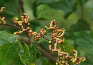 拐棗是什么？拐棗可以生吃嗎？