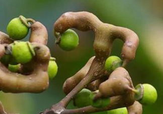 拐棗孕婦可以吃嗎？孕婦吃拐棗有什么好處？