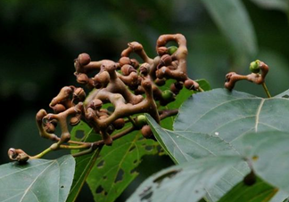 拐棗能夠治療風(fēng)濕嗎？拐棗的藥用價值有哪些？