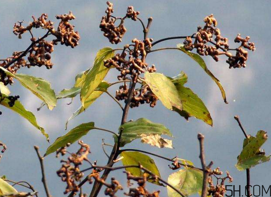 拐棗是什么？拐棗可以生吃嗎？