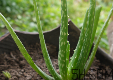 蘆薈泡酒可以喝嗎？蘆薈泡酒治什么?。?></center><p>蘆薈酒雖有苦味，但直接飲用或加水飲用皆可，亦可適當(dāng)加點(diǎn)甜味料，或與其他果酒或藥酒調(diào)制雞尾酒。</p><p>蘆薈味苦，性寒;歸肝、胃、大腸經(jīng);有清肝熱、通便作用;常用于便秘，小兒疳積，驚風(fēng);外治濕癬。</p><p>可以治打呼嚕，適量養(yǎng)胃，促進(jìn)排便及新陳代謝，能排除體內(nèi)毒素，調(diào)節(jié)內(nèi)分泌，中和黑色素，提高膠原蛋白的合成機(jī)能。</p><p style=