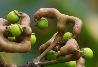 拐棗孕婦可以吃嗎？孕婦吃拐棗有什么好處？