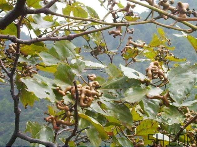 拐棗能夠治療風濕嗎？拐棗的藥用價值有哪些？