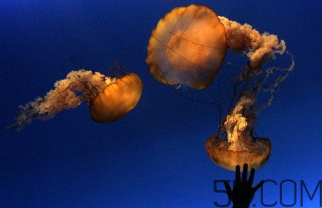 海蜇頭是葷的還是素的？海蜇頭能帶上飛機(jī)嗎