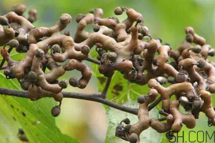 拐棗泡酒要去籽嗎？拐棗泡酒的副作用