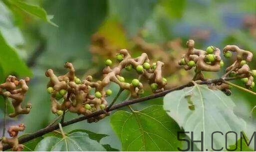 拐棗可以和枸杞一起泡酒嗎？拐棗和枸杞泡酒怎么做？