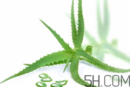 蘆薈泡酒可以喝嗎？蘆薈泡酒治什么??？