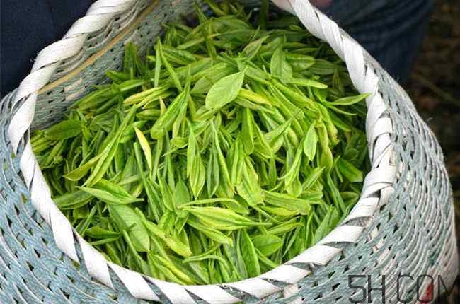 茶葉發(fā)霉是什么樣子？茶葉發(fā)霉怎么鑒別？