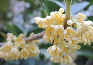 桂花可以放冰箱嗎？新鮮桂花可以放冰箱嗎？