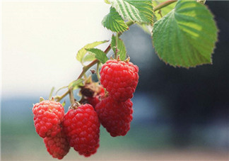 樹莓可以冷凍幾天？野草莓是樹莓嗎？