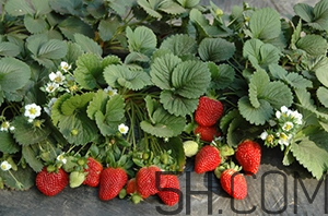 草莓都有哪些熱門品種？草莓怎么放不容易壞？