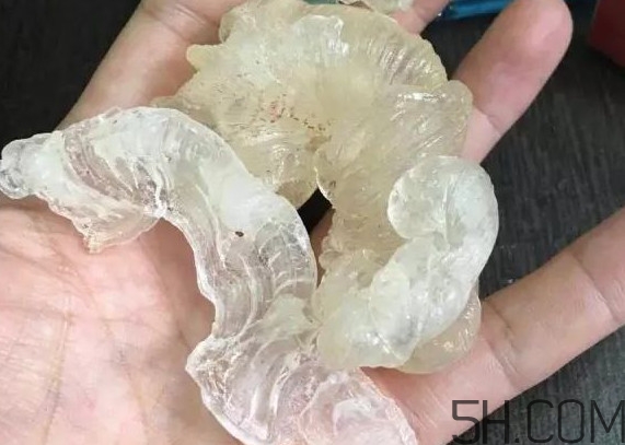 雪燕是燕窩嗎？雪燕是怎么形成的