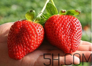 草莓都有哪些熱門品種？草莓怎么放不容易壞？