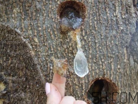 雪燕是什么樹種植的？雪燕是涼性還是熱性