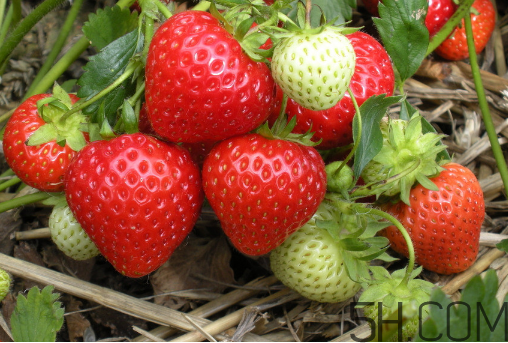 草莓怎么洗不會爛掉？草莓農(nóng)藥殘留為什么多？