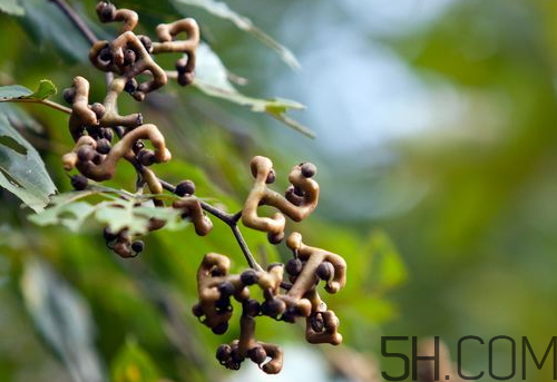 萬(wàn)壽果是什么水果 萬(wàn)壽果是木瓜嗎 萬(wàn)壽果是什么水果 萬(wàn)壽果是木瓜嗎