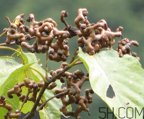 萬(wàn)壽果是什么水果 萬(wàn)壽果是木瓜嗎 萬(wàn)壽果是什么水果 萬(wàn)壽果是木瓜嗎