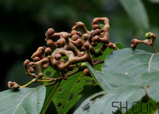 萬(wàn)壽果是什么水果 萬(wàn)壽果是木瓜嗎 萬(wàn)壽果是什么水果 萬(wàn)壽果是木瓜嗎