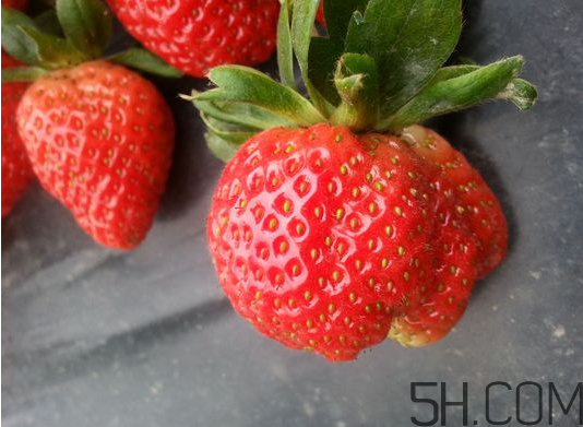 奶油草莓是不是轉(zhuǎn)基因？激素草莓的危害有哪些？