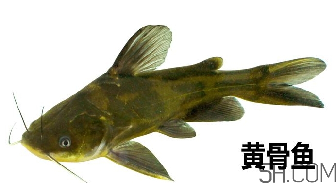 黃骨魚是發(fā)物嗎？黃骨魚是什么魚？