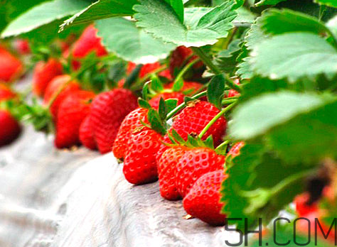 奶油草莓和巧克力草莓哪個(gè)更好吃？奶油草莓的區(qū)分