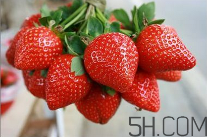 奶油草莓和巧克力草莓哪個(gè)更好吃？奶油草莓的區(qū)分