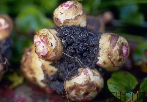 洋姜是什么時候成熟？洋姜是發(fā)物嗎