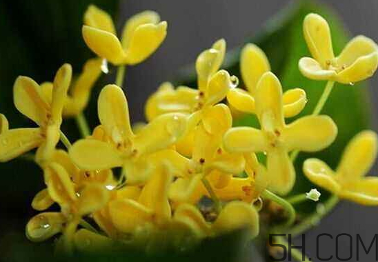 桂花可以放冰箱嗎？新鮮桂花可以放冰箱嗎？