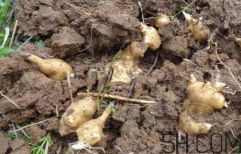 鬼子姜可以生吃嗎？鬼子姜怎么做好吃