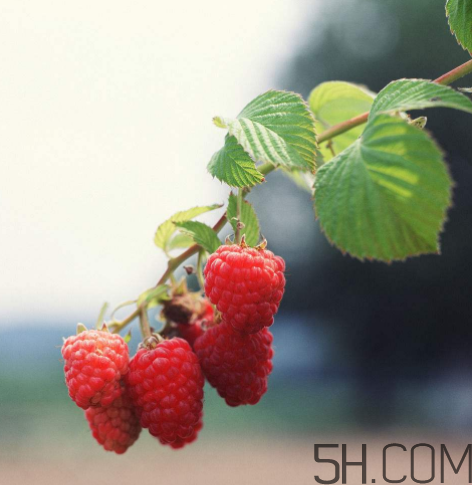 覆盆子有什么作用？覆盆子的營養(yǎng)價(jià)值