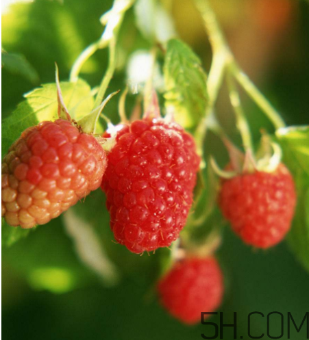 覆盆子有毒嗎？孕婦喝覆盆子茶的注意事項(xiàng)