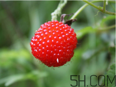 覆盆子的作用有哪些？覆盆子和桑葚哪個(gè)好吃？