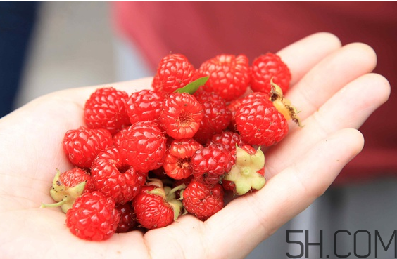 樹莓可以冷凍幾天？野草莓是樹莓嗎？