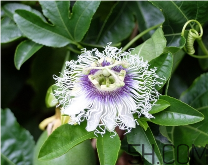 什么時候種植百香果最適宜？百香果軟的好還是硬的好？