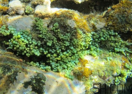 海葡萄多少錢(qián)一斤？海葡萄是什么味道