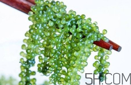 海葡萄好吃嗎？海葡萄怎么吃