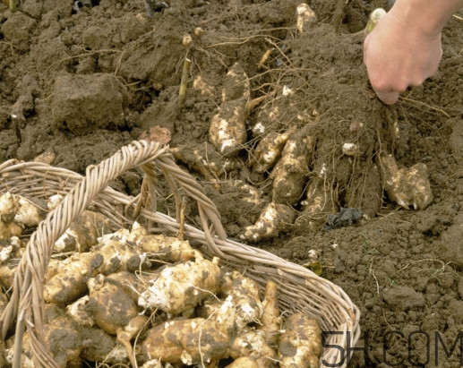 什么人不能吃洋姜？洋姜怎么保存